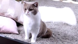 Pettosan ทรายชาโคลภูเขาไฟ100% ผสมผงถ่านคาร์บอน 6 ลิตร(ยกกระสอบ 6ถุง)