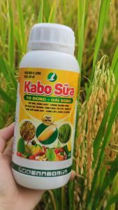 PHÂN BÓN KABO SỮA (chai 500ml) - LỚN ĐÒNG DÀI BÔNG CỨNG CÂY CHẮC HẠT
