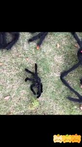 แมงมุม Halloween แมงมุมยักษ์ 30ซม.75ซม.125ซม. สีดำ Big Plush Spider ตกแต่งบ้านผีสิง วันฮาโลวีน ตกแต่งงานปาร์ตี้