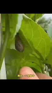 Snail Spray - Specialized Snail Killer Slug and Apple Snail Granules