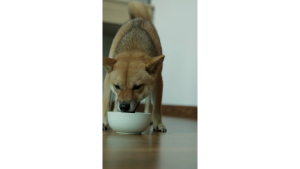 (20% OFF) AUSTRALIAN PET ORGANICS COLLAGEN POWDER 220G