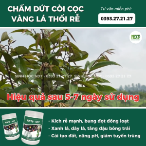 WIN79 - MUA 3 TẶNG 1 MUA 5 TẶNG 2. KÍCH RA RỄ MẠNH CHẤM DỨT VÀNG LÁ THỐI RỄ CÂY BUNG CHỒI VỌT ĐỌT.