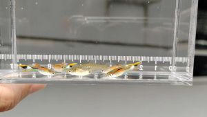 (12.12 Buy 1 Pair Free 1 Pair) Campoma no.7 endlers - Poecilia wingei / Guppy / Fish