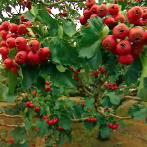 沂蒙公社-山楂条 280克 酸甜开胃零食 YI-MENG RED FARM-Hawthorn Strips 280G