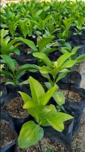 Bibit Buah Black Sapote Okulasi Super