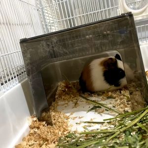 DONGZHIHUI | Square Shade Guinea Pig Hideout Transparent Acrylic No Bottom