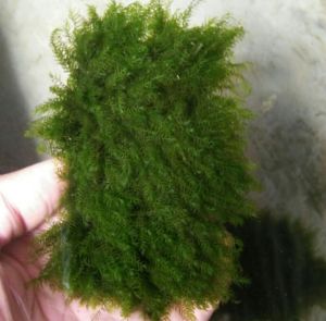 tanaman aquascape moss fisiden
