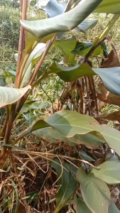 Daun Ganyong Segar / Daun Ganyong Fresh Alami Langsung Dipetik Saat Order Masuk