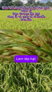 Phòng Trừ đạo ôn lem lép vàng lá cháy lá vi khuẩn trên lúa