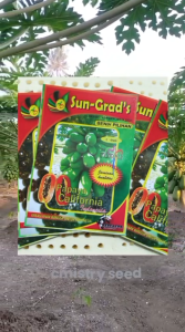 Benih Pepaya California SUN-GRADS Kemasan 10 gram sekitar 600 Biji Bibit Pepaya Kualitas Unggul