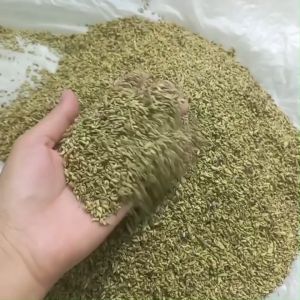 Trà nụ hoa hoè sấy khô (loại 1) thượng hạng. Thảo dược thiên nhiên giúp thanh nhiệt giảm mỡ máu ổn định huyết áp