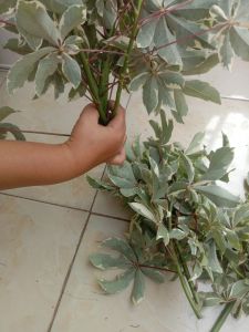 randu varigata (5 batang entres) bahan okulasi bahan bonsai