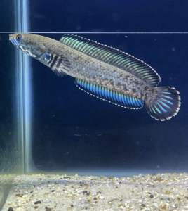 Andrao cb 4-6cm 100% Cb Quality（Pallet Trained）