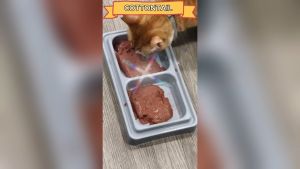 PET DOUBLE BOWL TEMPAT MAKAN ANTI SEMUT KUCING ANJING ARTHACAT