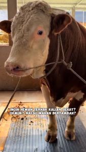 Jamu Penggemuk Antivirus Flu PMK Penambah Daya Tahan Tubuh & Nafsu Makan Hewan Ternak