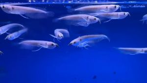 Silver Arowarna 5inch/ Freshwater/ Livefish/ 银龙