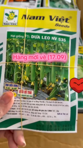 (Gói 10gr) Hạt Giống Dưa Leo Bóng Thái Xanh 01 NAM VIỆT - Sai trái ít trái đèo vỏ màu xanh bóng