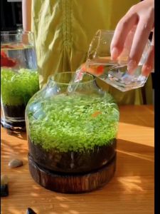 Aquatic Plants Seeds & Aquarium Water Grass: A Comprehensive Guide