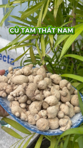 [Hàng mới về] Củ tam thất nam khô 100g - Tấn Phát - Hỗ trợ cải thiện sức khoẻ