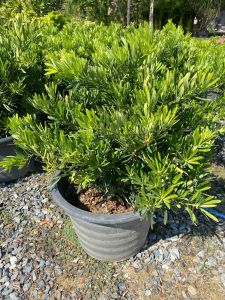 ต้นสนใบพาย#ทรงพุ่ม#Size Jumbo ถอดกระถางส่ง