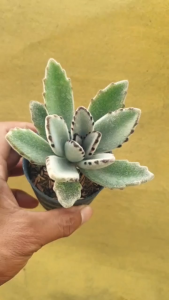 ต้นไม้อวบน้ำ กุหลาบหินคาลันโช โทเมนโทซา kalanchoe tomentosa #succulent #เมล็ดพันธุ์พืช #กระถาง