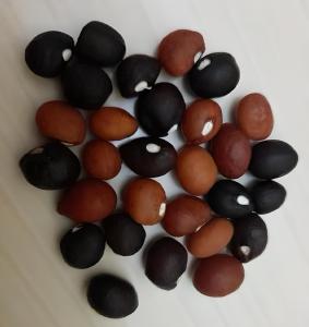 BIJI BENIH TANAMAN KACANG BOGOR KUPAS UNGGUL