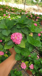 ต้นไฮเดรนเยีย กระถาง 6 นิ้ว กิ่งชำ คละสี สายพันธ์ุนำเข้าจากฝรั่งเศส #กระถาง #เมล็ดพืช