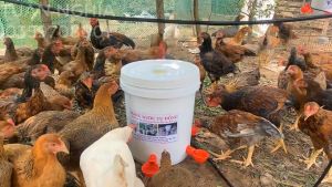 MÁNG UỐNG NƯỚC TỰ ĐỘNG CHO GÀ NGAN VỊT DÙNG HIỆU QUẢ NHẤT