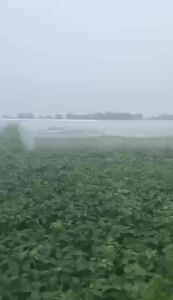 Garden Insect Proof Net Plant Vegetable and Fruit Covering Net Greenhouse Protection Net Pest Control Bird Protection Net