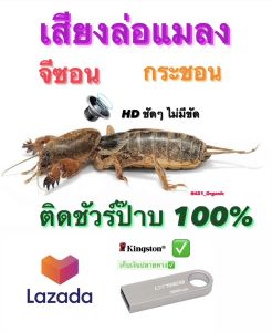 ชุดเสียงล่อแมงจีซอน เสียงรถขายร่วมกับข้าว ชุดเครื่องขยาย 10 หรือมากขึ้น บรรจุค่าถูกกว่า 3,800 บาท