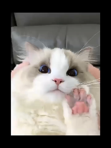 🐾 Pet Paw Balm 60g 🌿|Anti-Crack|Plant Extract Moisture|2-in-1 Paws & Nose 💧 EVERYMOISTURE