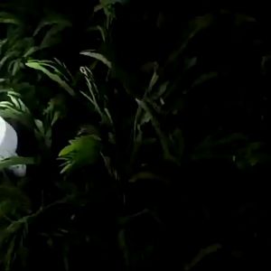 50W/100W/200W Solar Bulb Light: A Comprehensive Guide