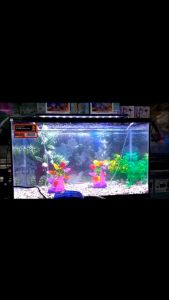 Nikita Rolling Scoop Clam Dekorasi Kincir Angin Di Dalam Aquarium Dekorasi Lucu Aksesoris Akuarium