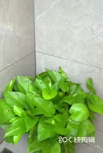 ที่ยึดฝักบัว ที่แขวนสายชำระ ที่แขวนฝักบัว ​ที่ยึดสายชำระ