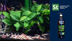 Phân nước SL-Aqua Bing Tsau ST Fertilizer dưỡng cây kích rêu tảo bể cá tép cảnh