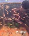 Channa blue bengal 酒红雷龙 (live fish ikan hidup 观赏鱼). 
