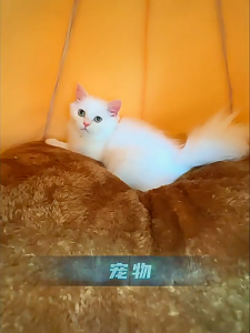 "Ready Stock" Cat Bed for Indoor Cats Pet Tents Self Warming Cat Tent Cave Soft Snooze Sleeping Kennel Cat Nest Cat House for Puppy Kitten Small Dogs