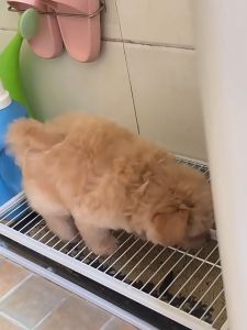 ห้องน้ำสุนัข ถาดฉี่สุนัข ห้องน้ำหมา โลหะ ห้องน้ำหมาใหญ่ ประเภทลิ้นชัก ด้วยถาดที่ถอดออกได้