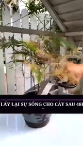 Dung Dịch Kích Rễ Cây Trồng 50ml | Phục Hồi Cây Yếu Bung Mầm Nhanh Dưỡng Lá Xanh Cho Cây Cảnh Rau Bonsai Tại Nhà
