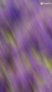 [Gói 10 hạt] Hạt Giống Hoa Tử Đằng Thân Gỗ F1-Dễ trồng$Hoa nở đẹp-Tổng kho hạt giống giá rẻ