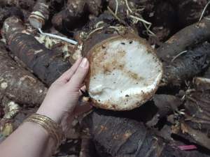 Củ bạc hà núi hàng tuyển lâu năm 1kg