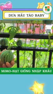 Hạt giống dưa hấu táo baby ruột đỏ -10 hạt