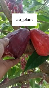 BIBIT JAMBU AIR JAMAIKA