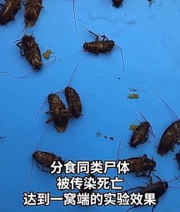 เจลฆ่าแมลงสาบ เจลกำจัดแมลงสาบ กำจัดแมลงสาบตายยกรัง ขนาด 10 กรัม