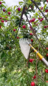 monqiqi ไม้สอยผลไม้ ที่สอยผลไม้ ตะกร้อสอยผลไม้ด้ามยืดหดได้1.7-10M วัสดุสแตนเลส ปลอดภัย และสะดวกสบาย ทีเก็บผลไม้ สำหรับเก็บผลไม้ในที่สูง