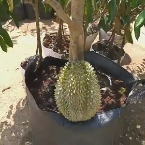 Pohon / Bibit Durian Bawor Super Unggul Cepat Berbuah ( Tanam Dalam Pot ) - Lazada