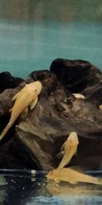 ikan brushmout (ikan sapu albino) size25-3cm harga 30.000 untuk 5ekor