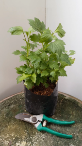 ต้นจิงจูฉ่าย ส่งพร้อมถุงเพาะ 5.5นิ้ว White mugwort ใส่ต้มเลือดหมู