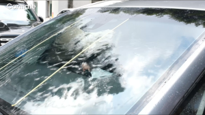 【Limited Promo】Carmate Professional Windscreen kit FOC Blang AF 160ml