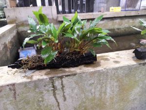 anubiyas sp homalomena media kayu rentek tanaman aquascape low co2 kaka